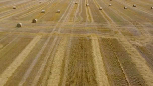 Vlucht over het veld tijdens het haymaking. Rond hooibergen zijn verspreid over het veld. Schiet op verschillende snelheden: normaal en versneld — Stockvideo