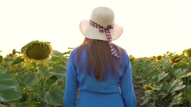 Mavi elbiseli ve şapkalı kadın, tarladaki bir ayçiçeğini koklar ve inceler. Tarım. Hasat