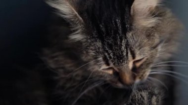 Sevimli tekir ev kedisi yakından yıkıyor. Yavaş çekim