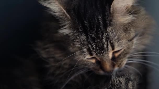 Mignon chat domestique tabby qui se lave de près. Mouvement lent 