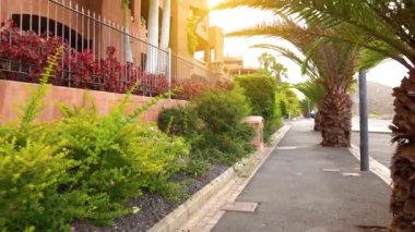 Gün batımında tropikal palmiye geçidinde kamera hareketi. Tenerife, Kanarya Adaları, İspanya