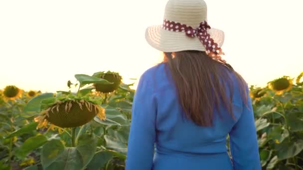 Mavi elbiseli ve şapkalı kadın, tarladaki bir ayçiçeğini koklar ve inceler. Tarım. Hasat — Stok video