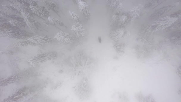 Vista aérea de una moto de nieve que cabalga en medio de un fabuloso bosque nevado . — Vídeos de Stock