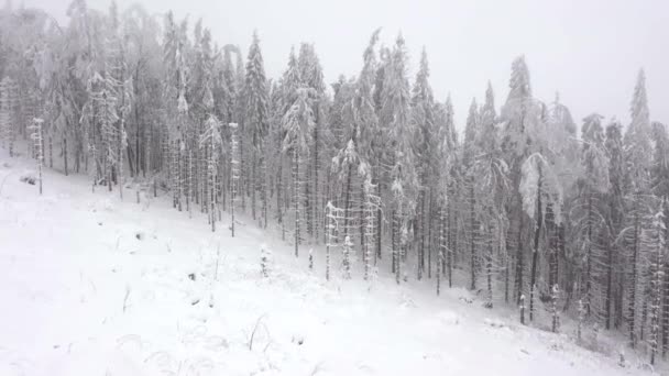 冬の山の中の雪の屋根付きの木の空中ビュー — ストック動画