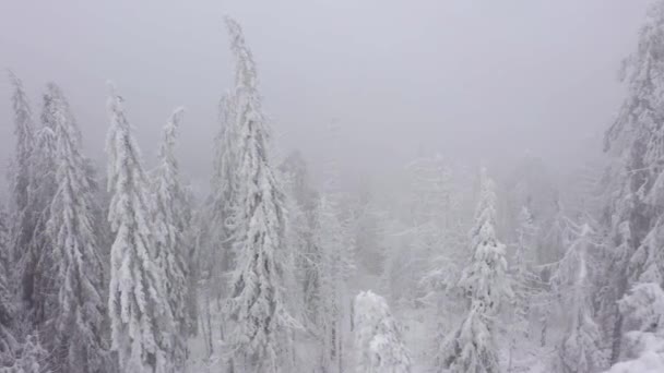 Vista aérea de árvores cobertas de neve nas montanhas no inverno — Vídeo de Stock