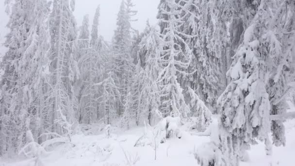 Légi kilátás hófákkal borított fák a hegyekben télen — Stock videók