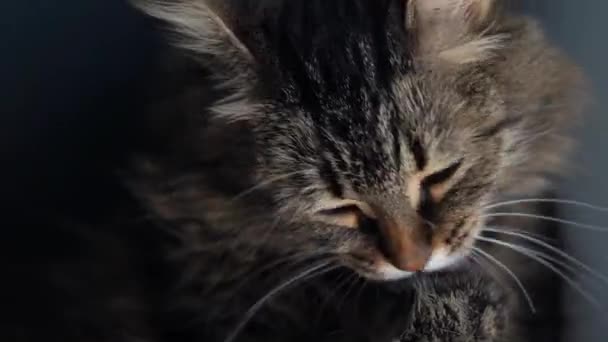 Mignon tabby domestique chat lavage jusqu 'Gros plan — Video