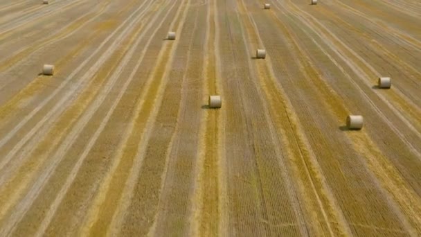 Voo sobre o campo durante a fabricação de feno. Os palheiros redondos estão espalhados pelo campo. — Vídeo de Stock