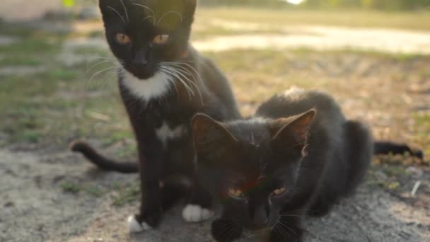 Retrato de gatitos blancos y negros lindos sin hogar afuera. Movimiento lento — Vídeos de Stock
