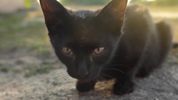 Portrét bezdomovců s hezkým černým koťtem venku. Zpomaleně — Stock video