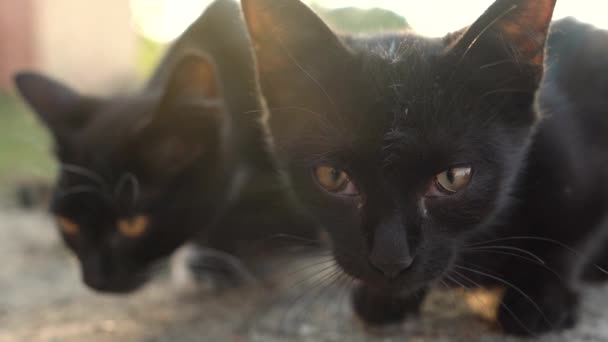 Retrato de gatitos blancos y negros lindos sin hogar afuera. Movimiento lento — Vídeo de stock