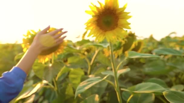 Kvinnlig hand vidrör en solros och plockar bort kronbladen från den. Område av mogna solrosor vid solnedgången. Jordbruk. Skörd — Stockvideo