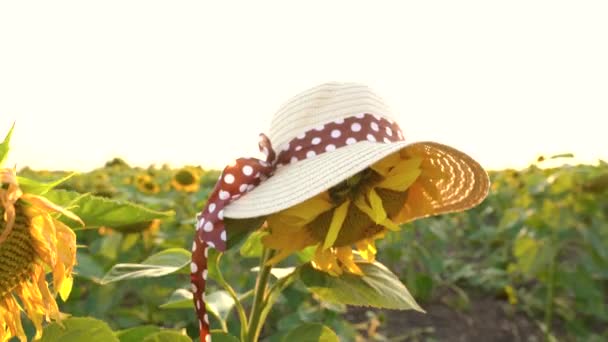 Zonnebloem veld bij zonsondergang. Grappig concept-zonnebloem gekleed in een vrouwelijke hoed — Stockvideo