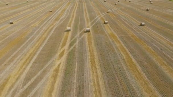 Vol au-dessus du champ pendant la fenaison. Les meules rondes de foin sont dispersées sur le terrain — Video