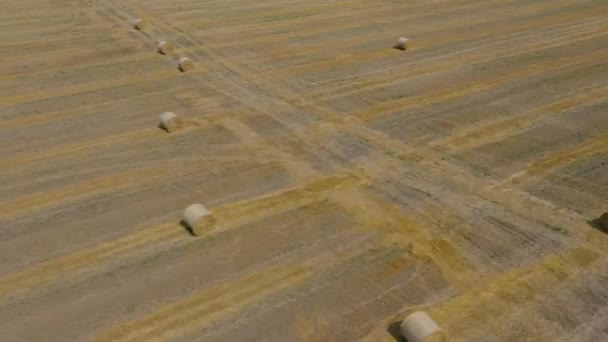 Vuelo sobre el campo durante el heno. Los pajar redondos están esparcidos por el campo — Vídeo de stock