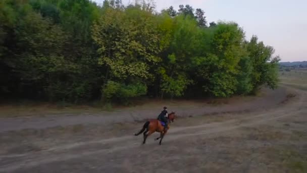 Vista desde la altura de la mujer montando un caballo marrón por galope al aire libre — Vídeos de Stock