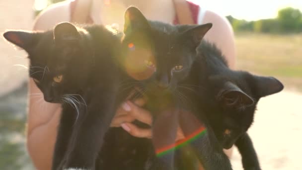 Vrouw houdt drie zwarte kittens in haar armen. Concept van dierenverzorging en huiszoeking. Langzame beweging — Stockvideo