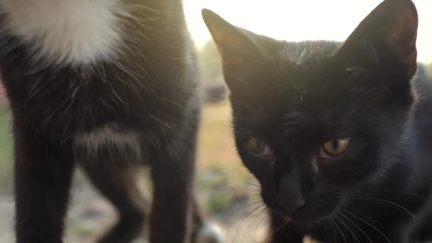 Retrato de gatitos blancos y negros lindos sin hogar afuera. Movimiento lento — Vídeos de Stock