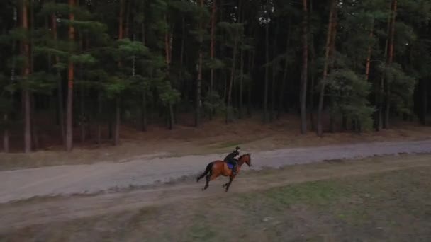 Vista desde la altura de la mujer montando un caballo marrón por galope al aire libre — Vídeo de stock