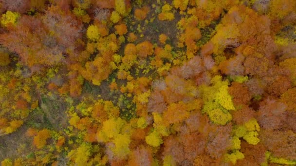 Uitzicht vanaf de hoogte op een helder herfstbos als achtergrond — Stockvideo