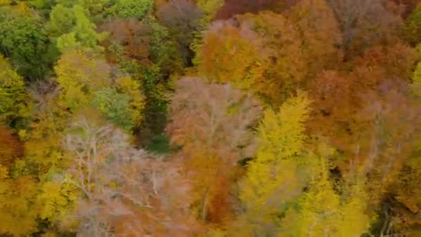 Vista da altura em uma floresta de outono brilhante — Vídeo de Stock