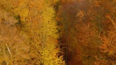 Parlak bir sonbahar ormanının tepesinden manzara
