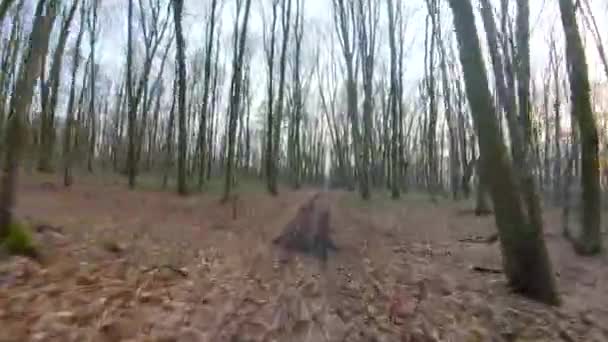 Lot dronem FPV szybko i zwrotnie przez jesienny lub wiosenny las o zachodzie słońca — Wideo stockowe