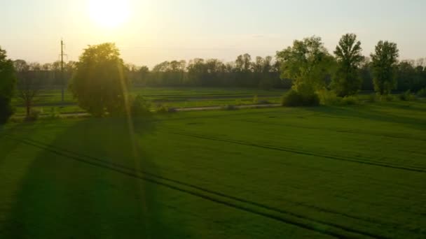 Voando ao longo de uma estrada local entre campos de trigo verde ao pôr do sol. Colheita cultivar orgânico — Vídeo de Stock