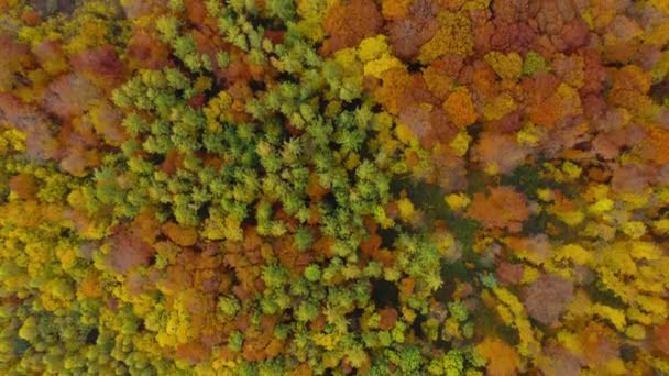 Kilátás a magasból egy fényes őszi erdő, mint a háttér — Stock videók