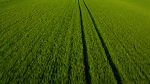 緑の小麦のフィールド、農業の上を飛んでいます。動きの自然なテクスチャの背景。収穫有機栽培 — ストック動画