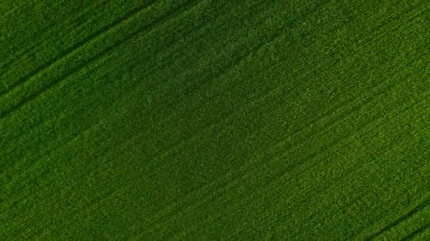 Stijgen boven het groene tarweveld, agrarische industrie. Natuurlijke textuur achtergrond in beweging. Oogst biologisch verbouwen — Stockvideo