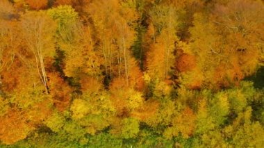 Parlak bir sonbahar ormanının tepesinden manzara