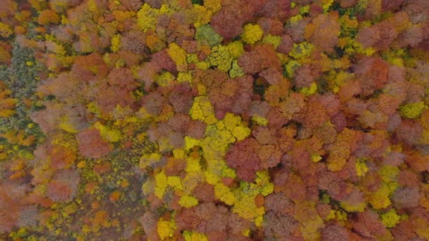 Вид с высоты на яркий осенний лес в качестве фона — стоковое видео
