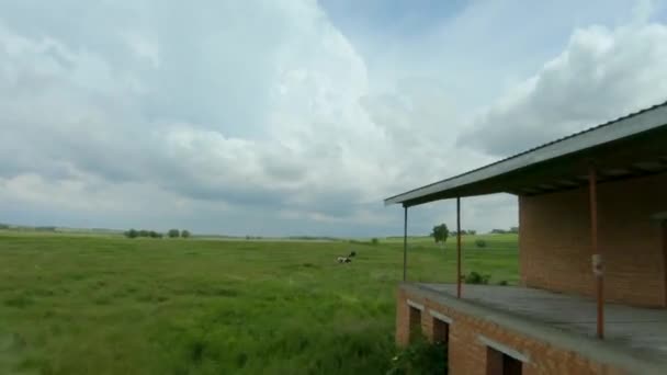 FPV drón gyorsan és manőverezhetően elrepül egy befejezetlen ház mellett, és tehenek legelnek a zöld mezőn. — Stock videók