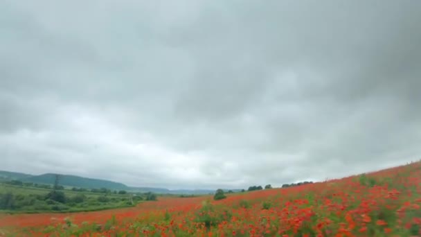 FPV-Drohne fliegt schnell und wendig über blühendes Mohnfeld — Stockvideo