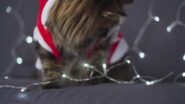De cerca retrato de un gato esponjoso tabby vestido como Santa Claus se encuentra sobre un fondo de guirnalda de Navidad. Símbolo de Navidad — Vídeos de Stock