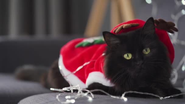 Close-up portret van een zwarte pluizige kat verkleed als kerstman ligt op een achtergrond van Kerstmis slinger. Kerstsymbool — Stockvideo