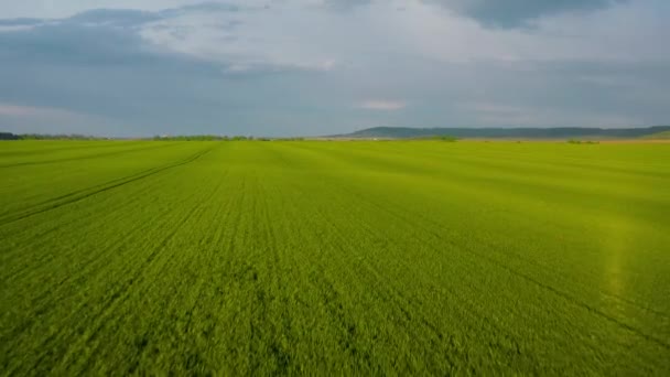 Πετώντας πάνω από ένα χωράφι με πράσινα σιτηρά, αγροτική βιομηχανία. Φυσικό φόντο υφή σε κίνηση. Βιολογική καλλιέργεια συγκομιδής — Αρχείο Βίντεο