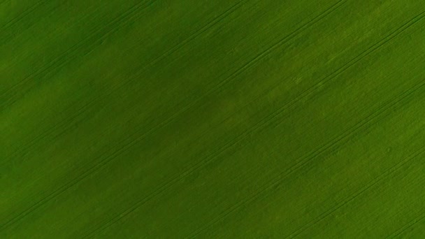 Yeşil buğday tarlasında uçuyor, tarım endüstrisinde. Doğal doku arka planı hareket halinde. Organik ürün ekin — Stok video