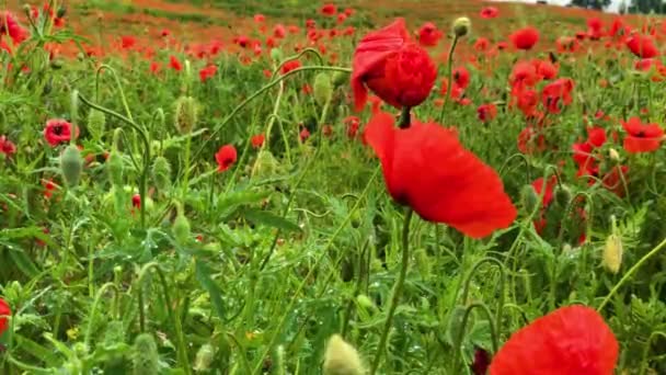 Vad mákmező, gyönyörű nyári vidéki táj. Virágzó élénk vörös virágok — Stock videók