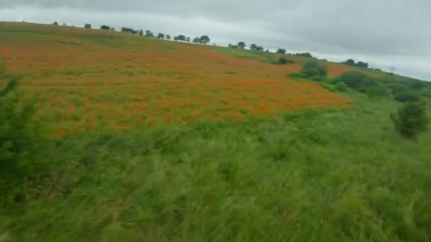 El dron FPV vuela rápida y maniobrablemente sobre un campo de amapola floreciente — Vídeo de stock