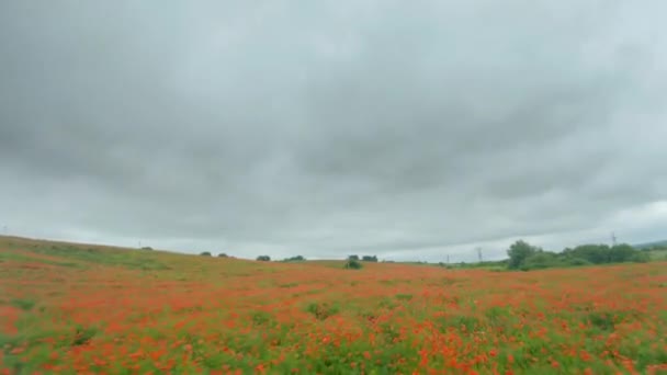 Drone FPV rapidamente e manobrável voa sobre um campo de papoula florido — Vídeo de Stock