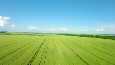 Yeşil buğday tarlasının üzerinde uçuyor, açık mavi gökyüzü. Tarım endüstrisi. Doğal doku arka planı hareket halinde. Organik ürün ekin