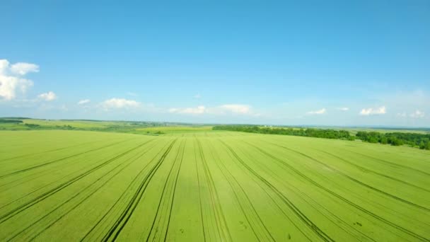 Voando sobre um campo de trigo verde, céu azul claro. Indústria agrícola. Fundo de textura natural em movimento. Colheita cultivar orgânico — Vídeo de Stock