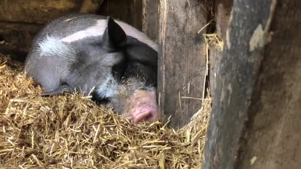 Un jabalí duerme en una jaula y ronca en voz alta — Vídeo de stock