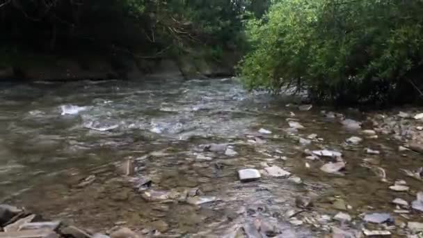 Horská řeka zblízka, větve stromů ohnuté k řece — Stock video