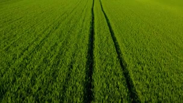 Survolant un champ de blé vert, l'industrie agricole. Texture naturelle fond en mouvement. Récolte biologique cultiver — Video
