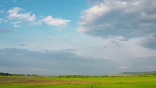 Yeşil buğday tarlasında uçuyor, tarım endüstrisinde. Doğal doku arka planı hareket halinde. Organik ürün ekin — Stok video