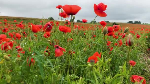 Campo de papoula selvagem, bela paisagem rural de verão. Flores vermelhas brilhantes florescendo — Vídeo de Stock