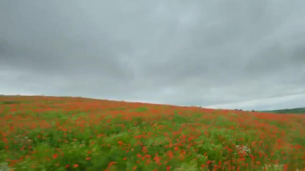 Беспилотник FPV быстро и маневренно пролетает над цветущим маковым полем — стоковое видео